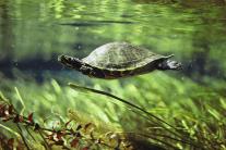 a-freshwater-turtle-swimming-underwater-bill-curtsinger