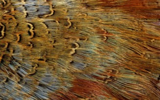cropped-real-animal-skin-textures-golden-bird1.jpg